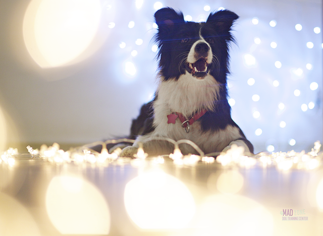 16194821641_5e7c16d51b_o%202_zpsigqwty2a