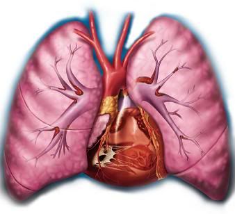 keflex 500 for bronchitis
