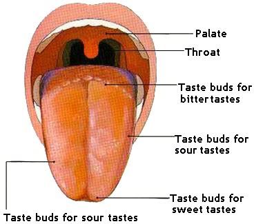 mouth taste buds