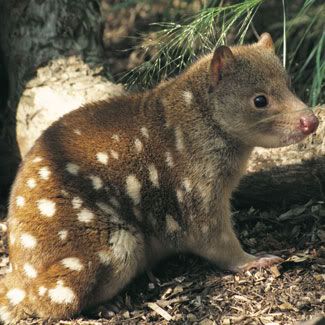 http://i1226.photobucket.com/albums/ee405/kkiikki/SpottedTailedQuoll_campaigns_port.jpg