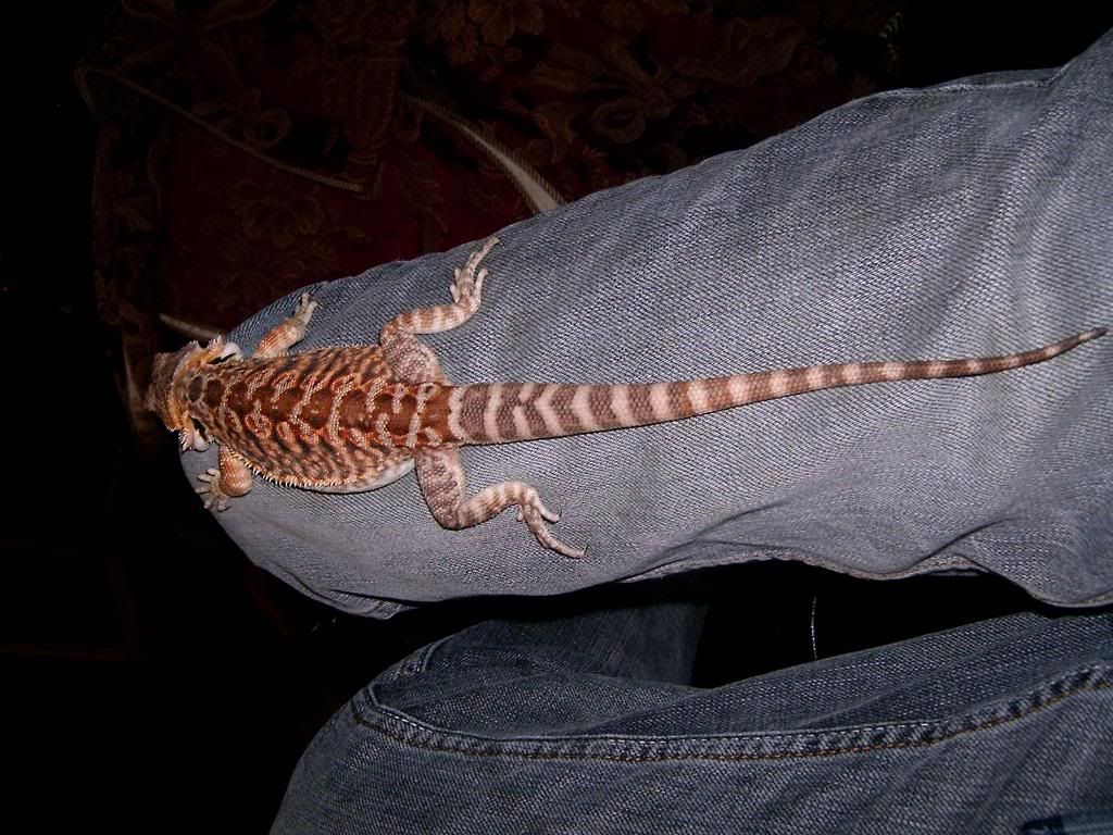 my beardie died and came back to life • Bearded Dragon . org