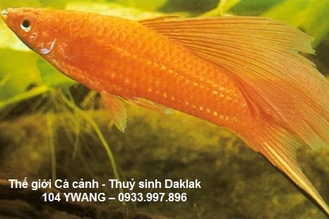 thuỷ sinh daklak - thuỷ sinh bmt - cá rồng daklak - la hán daklak - 37