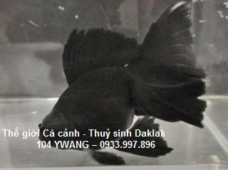 thuỷ sinh daklak - thuỷ sinh bmt - cá rồng daklak - la hán daklak - 4