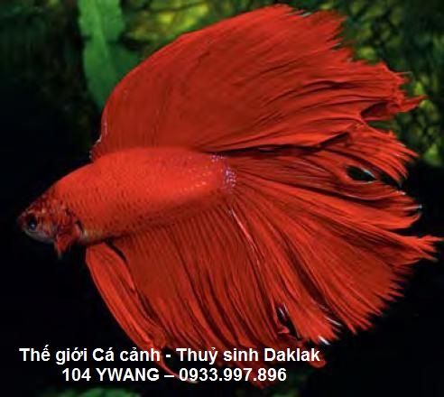 thuỷ sinh daklak - thuỷ sinh bmt - cá rồng daklak - la hán daklak - 33