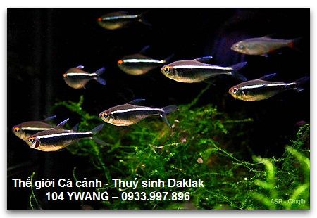 thuỷ sinh daklak - thuỷ sinh bmt - cá rồng daklak - la hán daklak - 13