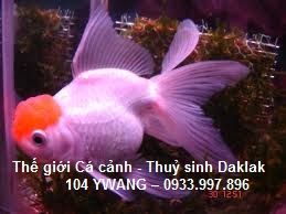 thuỷ sinh daklak - thuỷ sinh bmt - cá rồng daklak - la hán daklak - 6