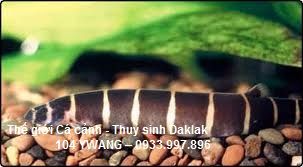 thuỷ sinh daklak - thuỷ sinh bmt - cá rồng daklak - la hán daklak - 23