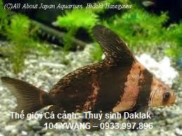 thuỷ sinh daklak - thuỷ sinh bmt - cá rồng daklak - la hán daklak - 34