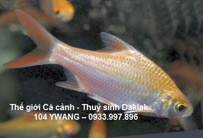 thuỷ sinh daklak - thuỷ sinh bmt - cá rồng daklak - la hán daklak - 36