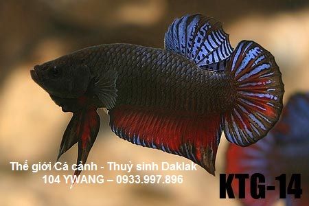 thuỷ sinh daklak - thuỷ sinh bmt - cá rồng daklak - la hán daklak - 32