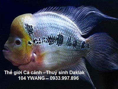 thuỷ sinh daklak - thuỷ sinh bmt - cá rồng daklak - la hán daklak - 49