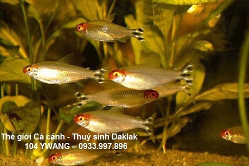 thuỷ sinh daklak - thuỷ sinh bmt - cá rồng daklak - la hán daklak - 19