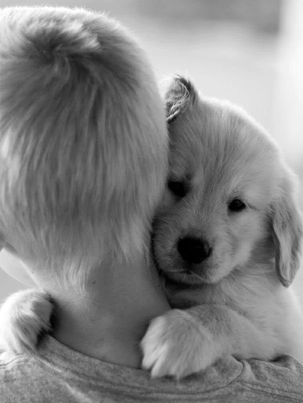 Objatia plné lásky alebo ako milujú psíkovia svojich majiteľov