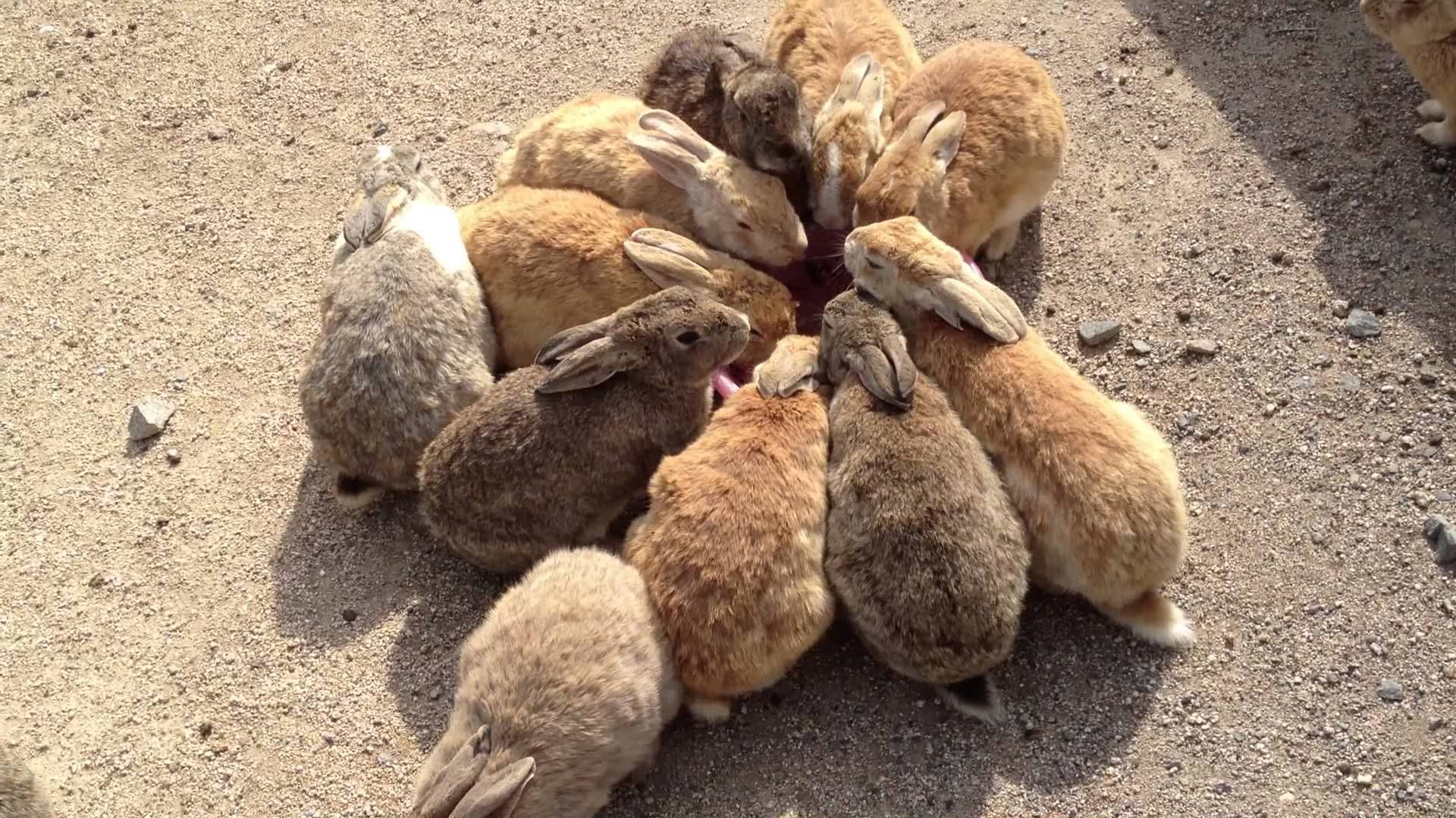 Záplava divokých králikov na japonskom ostrove