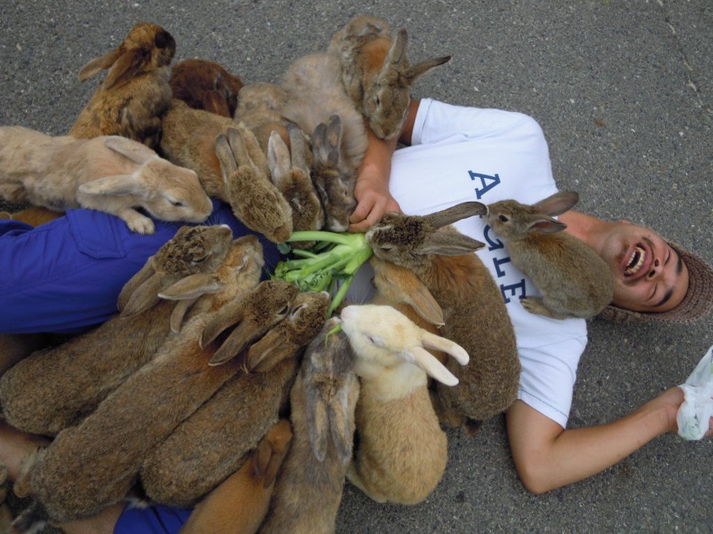 Záplava divokých králikov na japonskom ostrove