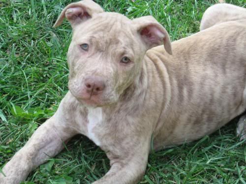 Blonde brindle pitbull dogs pictures 