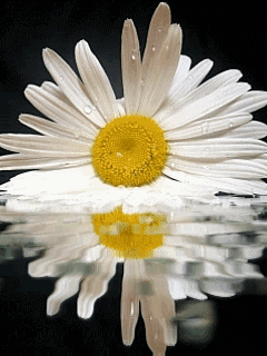  photo 0253_zpse9a26c4d.gif