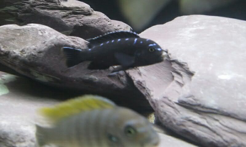 Neon Spot Cichlid