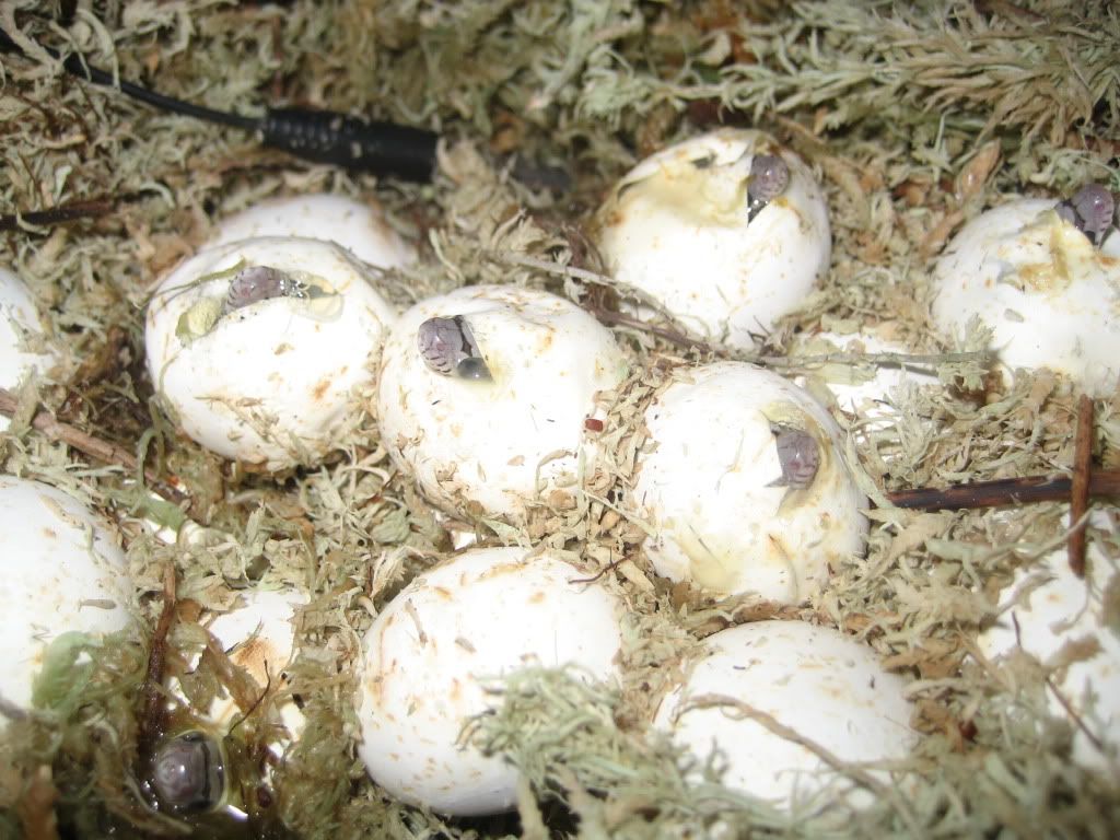 my first corn snake egg clutch Reptile Forums