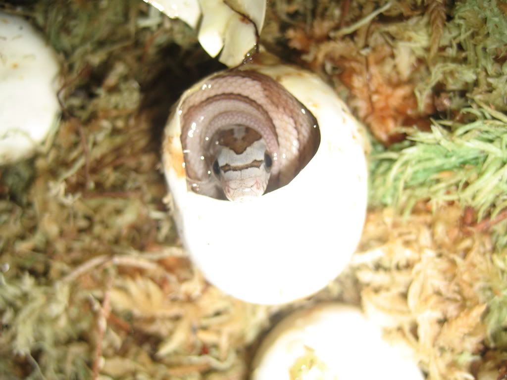 my first corn snake egg clutch Reptile Forums