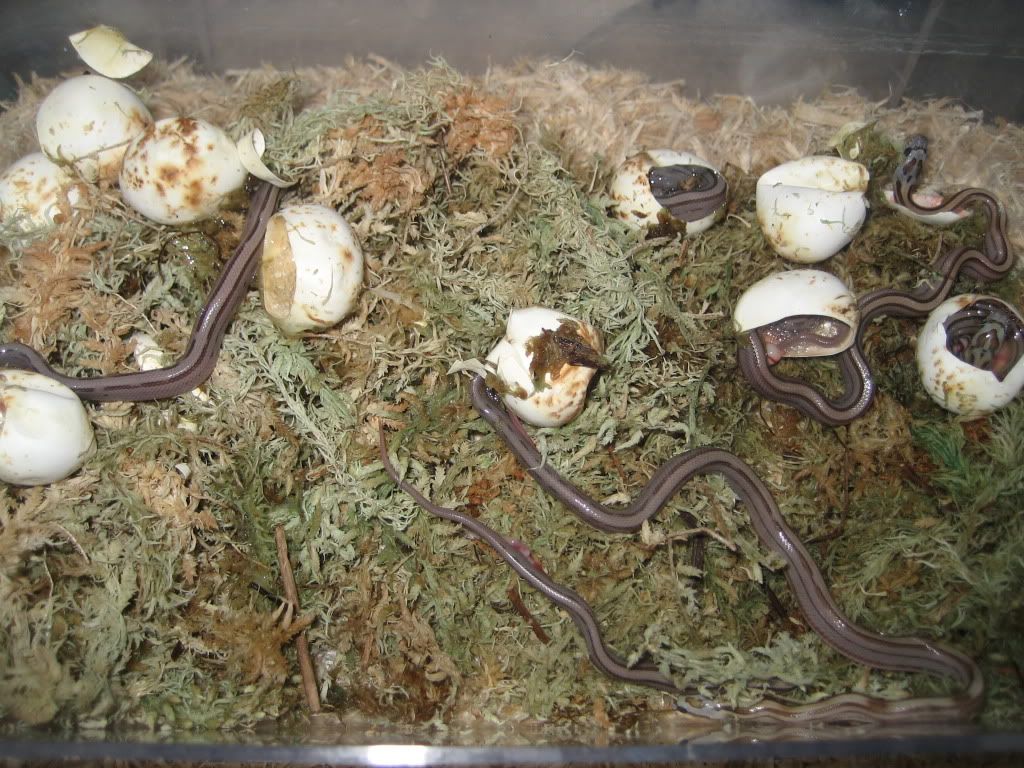 my first corn snake egg clutch Reptile Forums