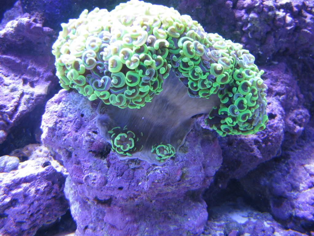 AnchorCoral.jpg