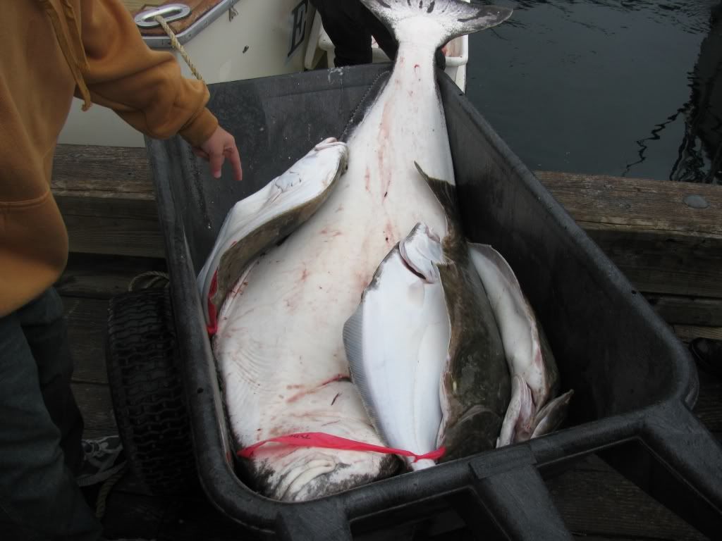 Halibut2.jpg