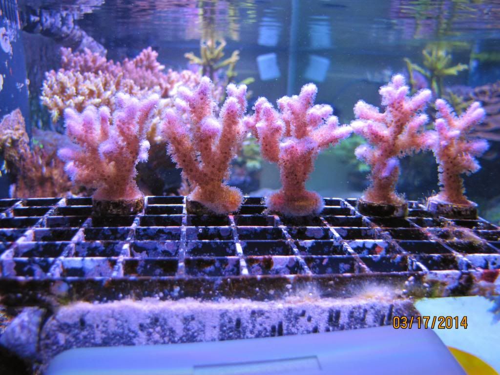 PinkPocillopora3-17_zps3c3794bf.jpg