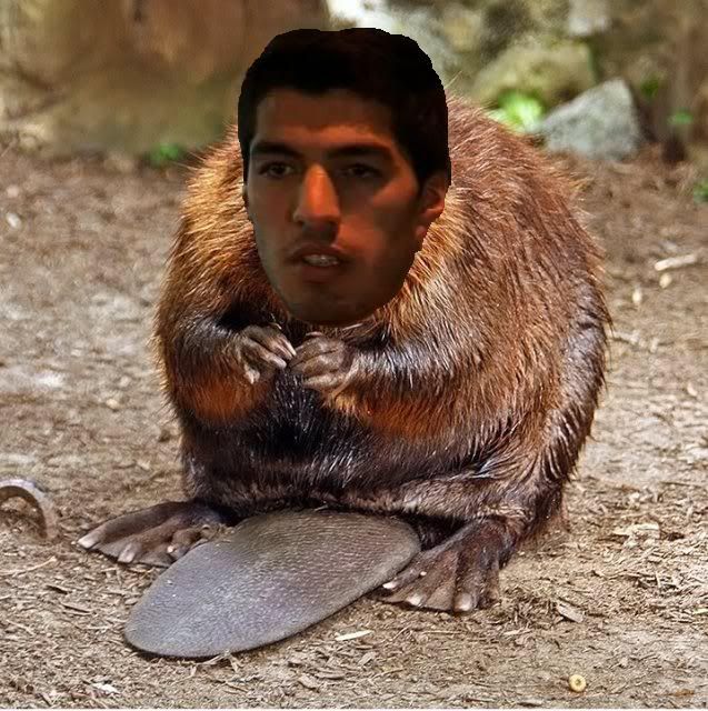 suarezbeaver.jpg