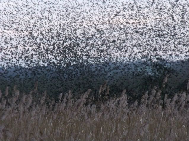 starlings070-1-1.jpg