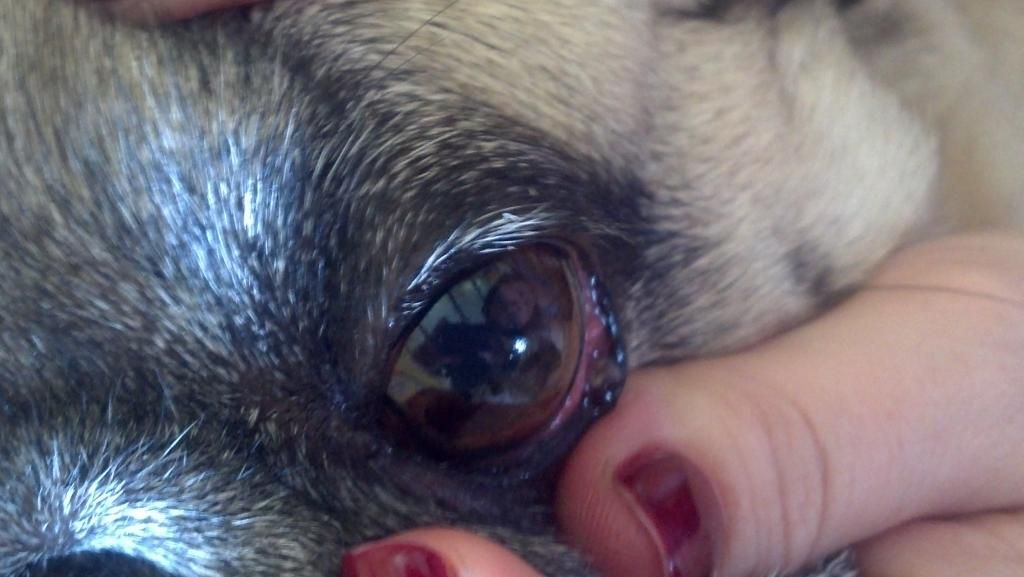 Brown bump inside lower eyelid