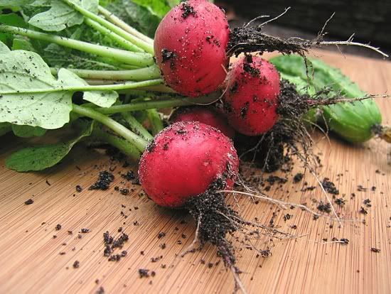 how to grow radish