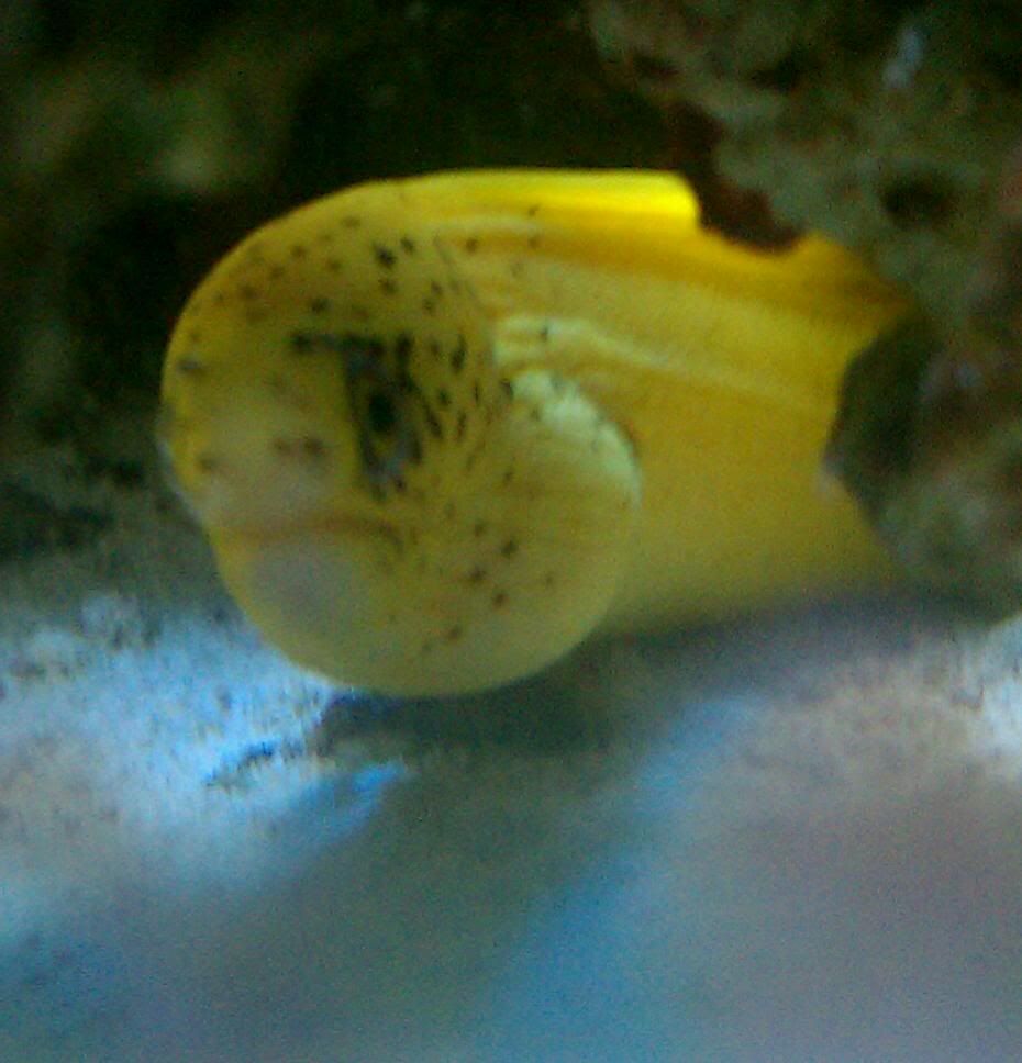 My New Golden Banana Moray EEL Reef Central Online Community