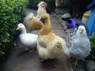DuckPuddlewithchickens_16-10-12.jpg