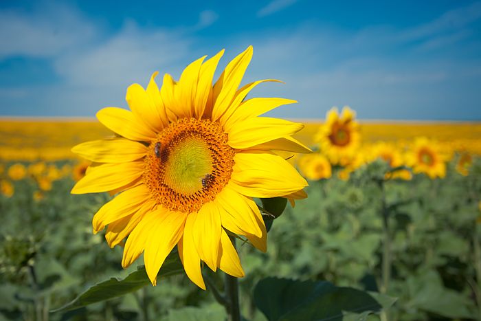 Авто-трип на Карпаты Photobucket