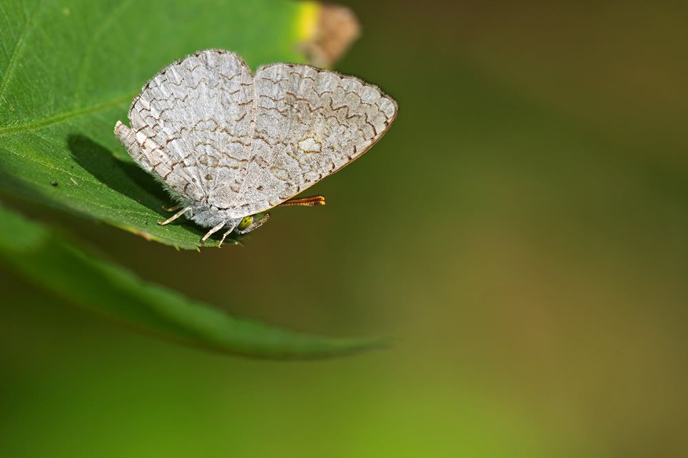 http://i1226.photobucket.com/albums/ee417/wolaha/01-2.jpg