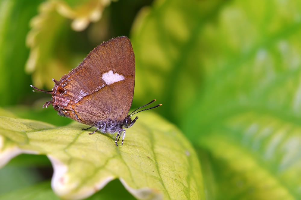 http://i1226.photobucket.com/albums/ee417/wolaha/IMGP8214.jpg