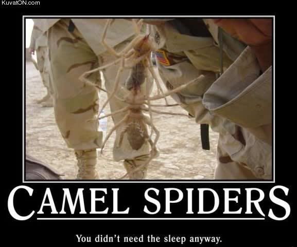 camel_spider.jpg