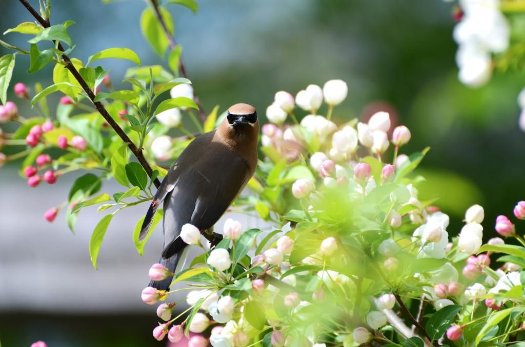 robin bird photography