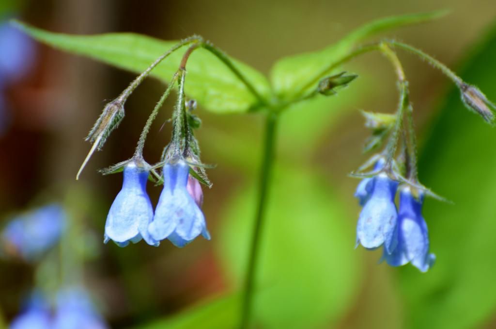 flower color summer photography