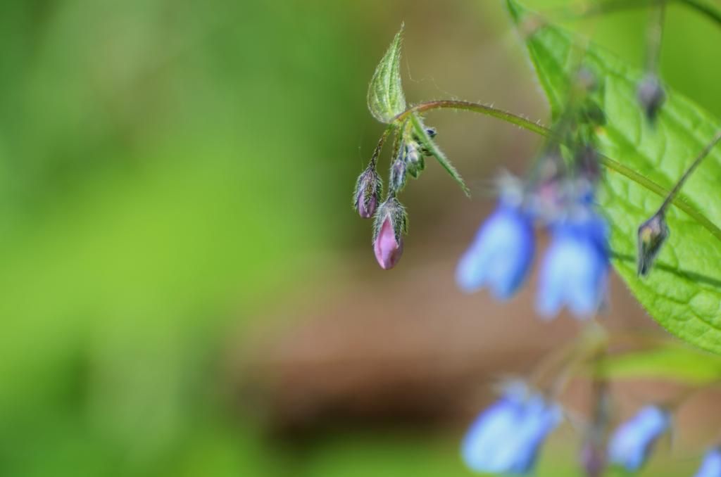 flower color summer photography