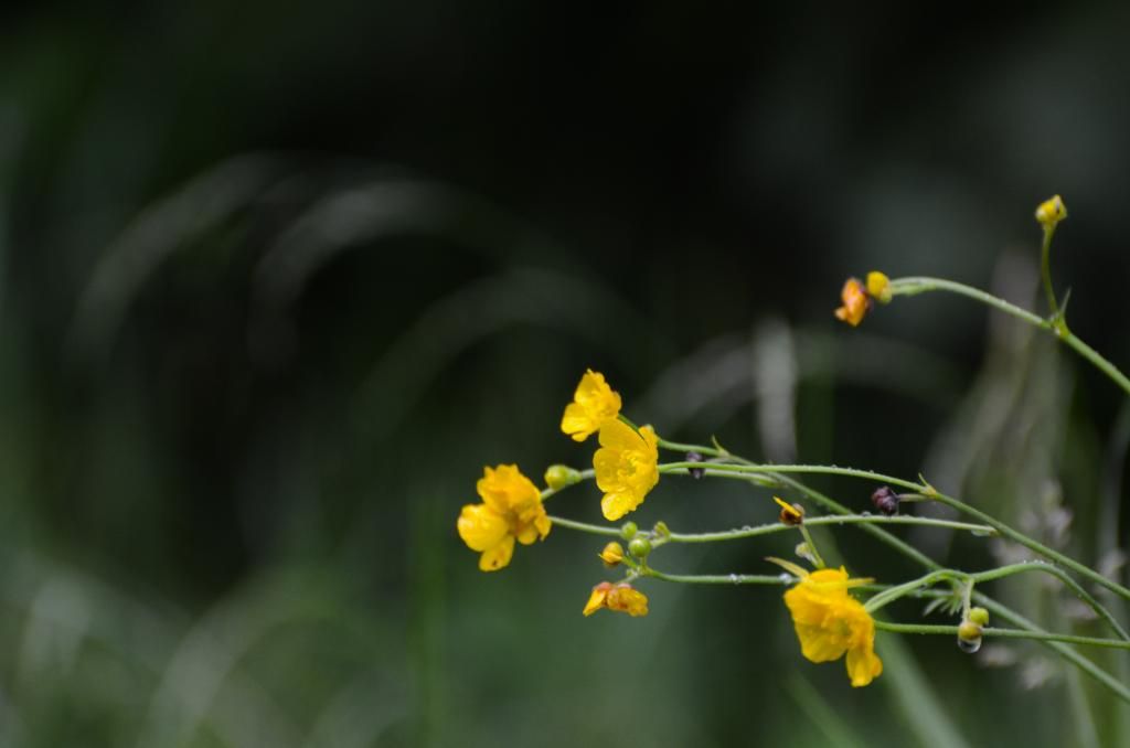 flower nature photography