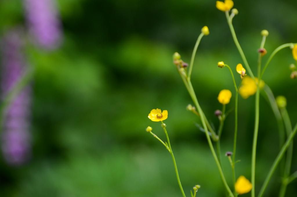 flower nature photography