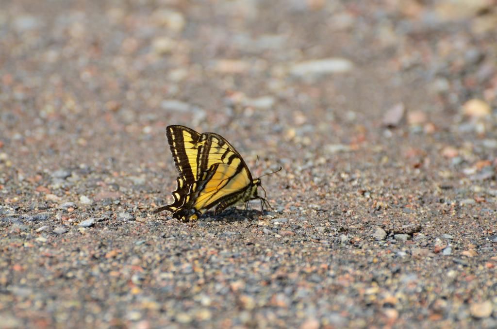 butterfly nature photography