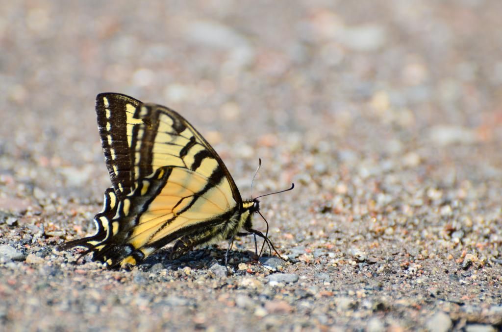 butterfly nature photography