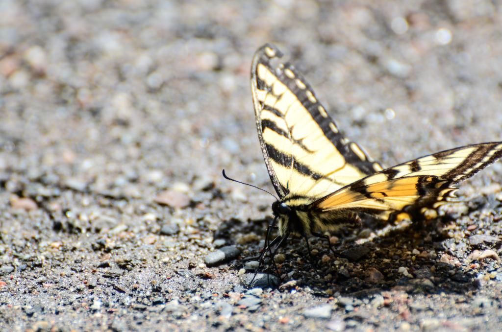 butterfly nature photography