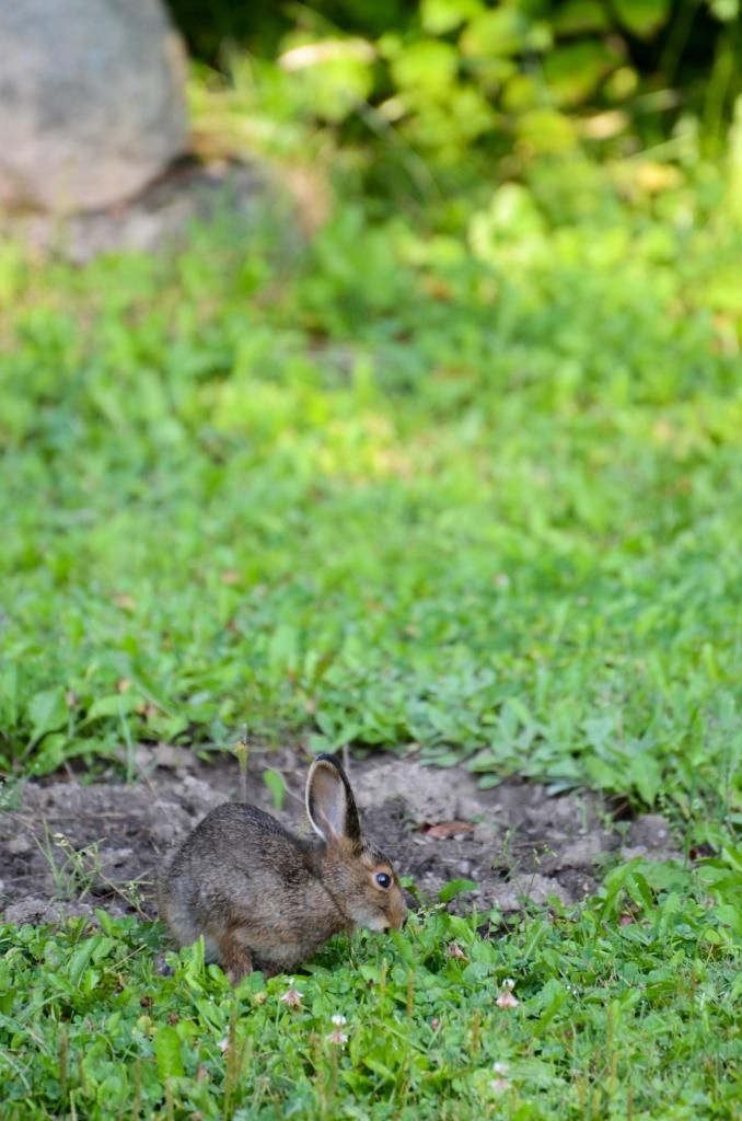 animal bunny rabbit photography