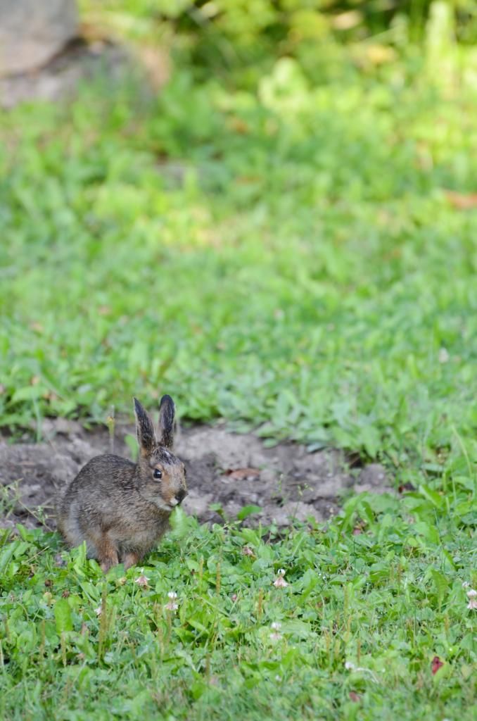 animal bunny rabbit photography
