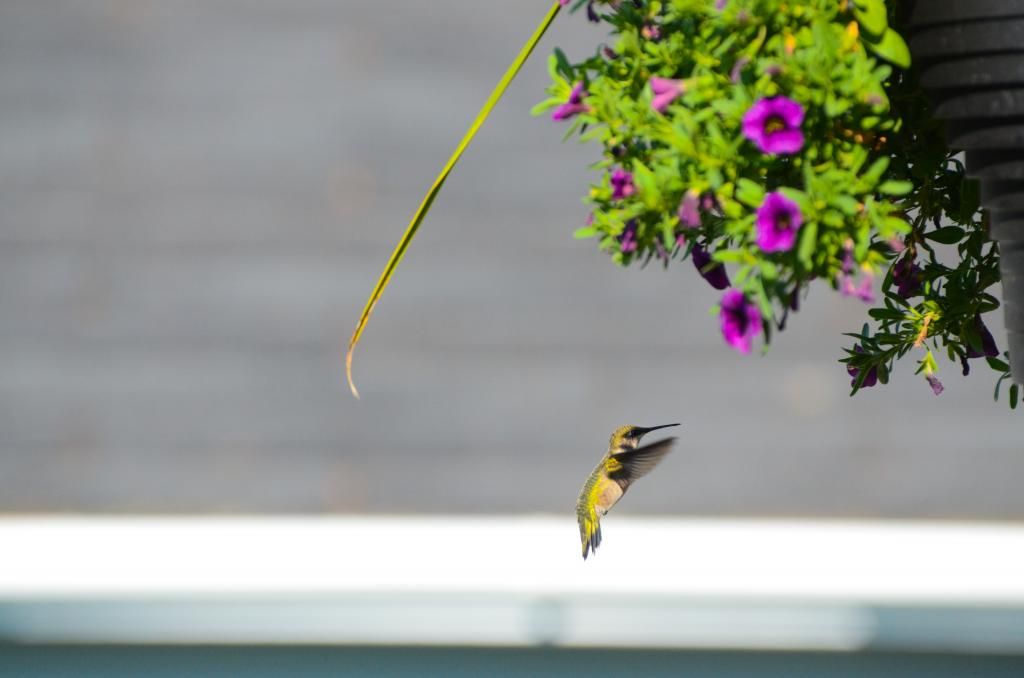hummingbird bird photography
