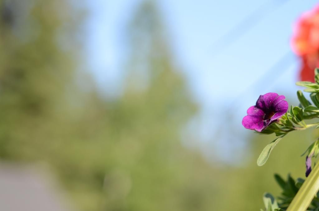 purple flower photography